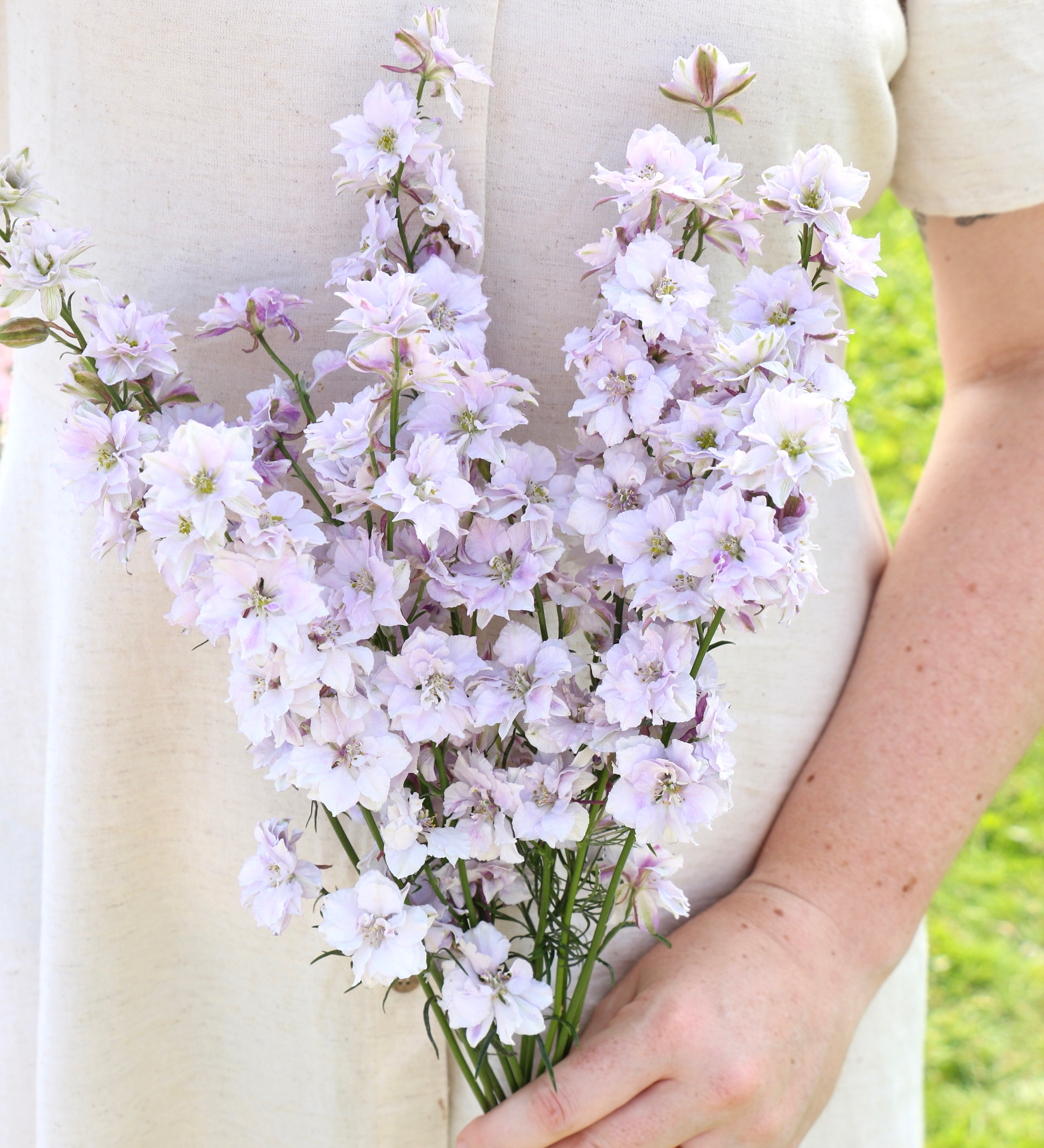 Delphinium consolida 'fancy smokey eyes'-Angelo