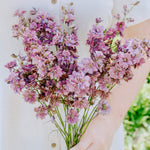 Delphinium consolida 'misty lavender'-Angelo