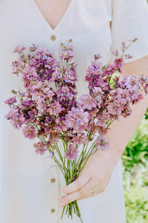 Delphinium consolida 'misty lavender'-Angelo