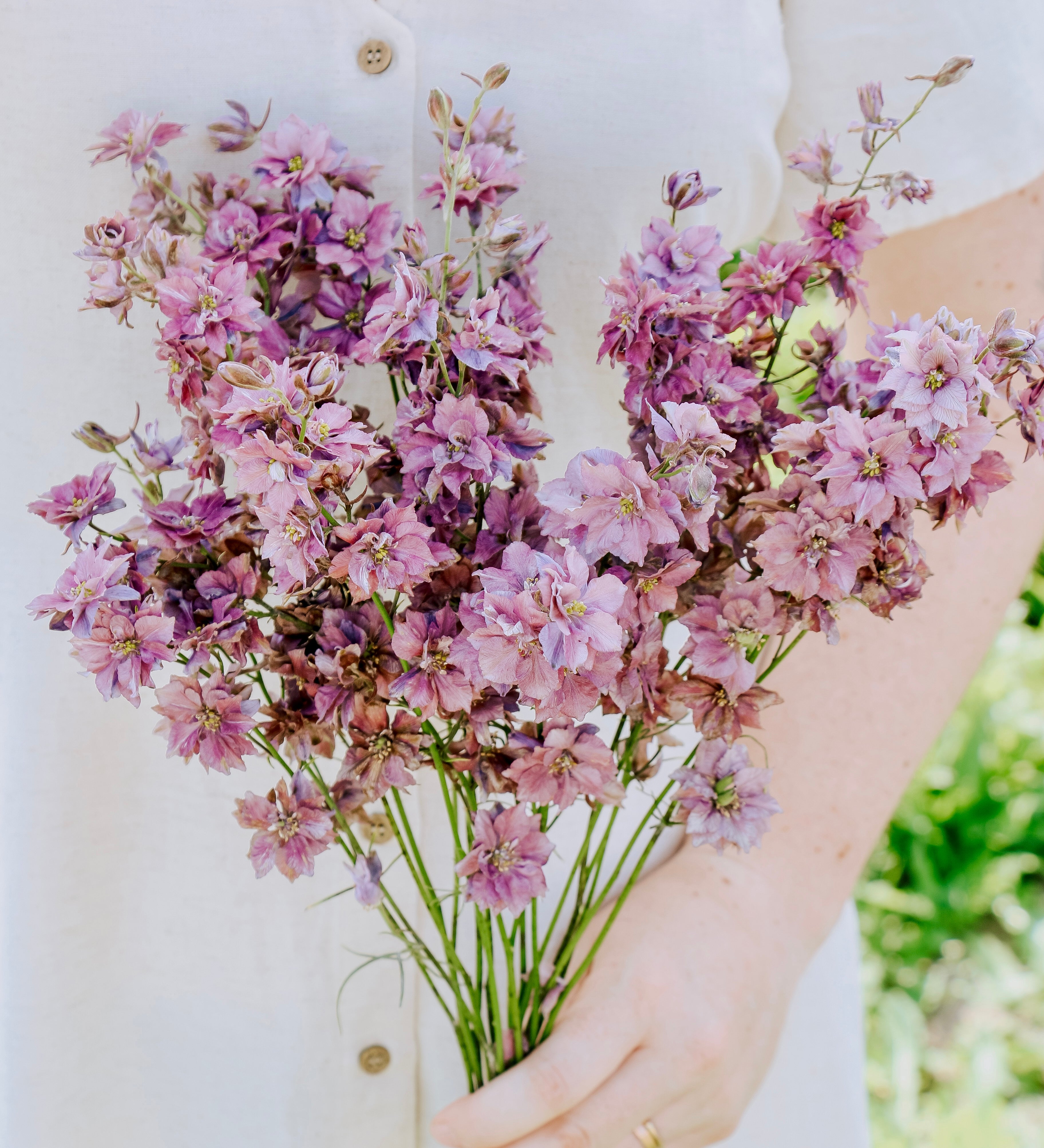 Delphinium consolida 'misty lavender'-Angelo