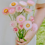 Helichrysum bracteatum 'Silvery Rose'-Angelo