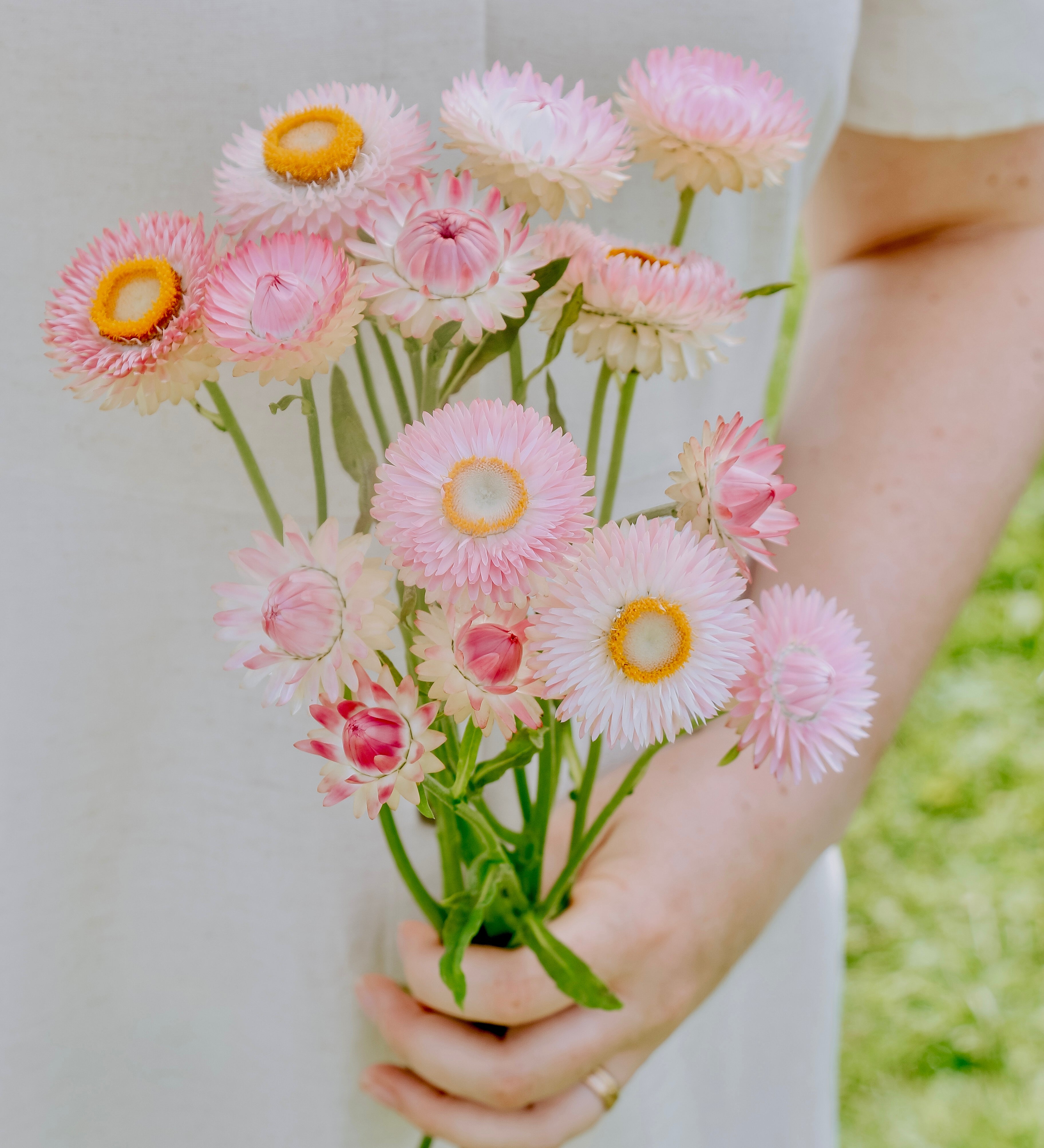 Helichrysum bracteatum 'Silvery Rose'-Angelo