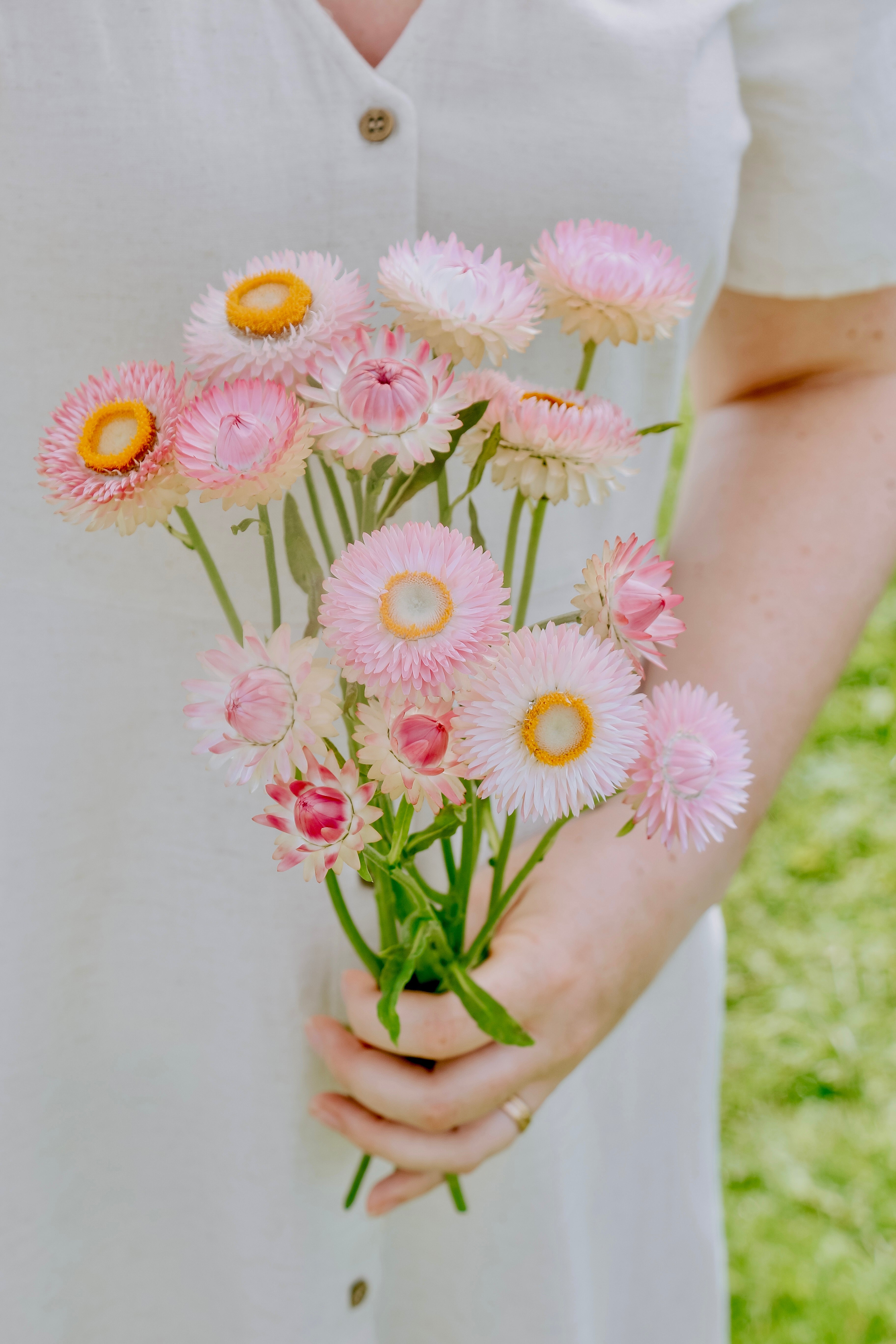 Helichrysum bracteatum 'Silvery Rose'-Angelo
