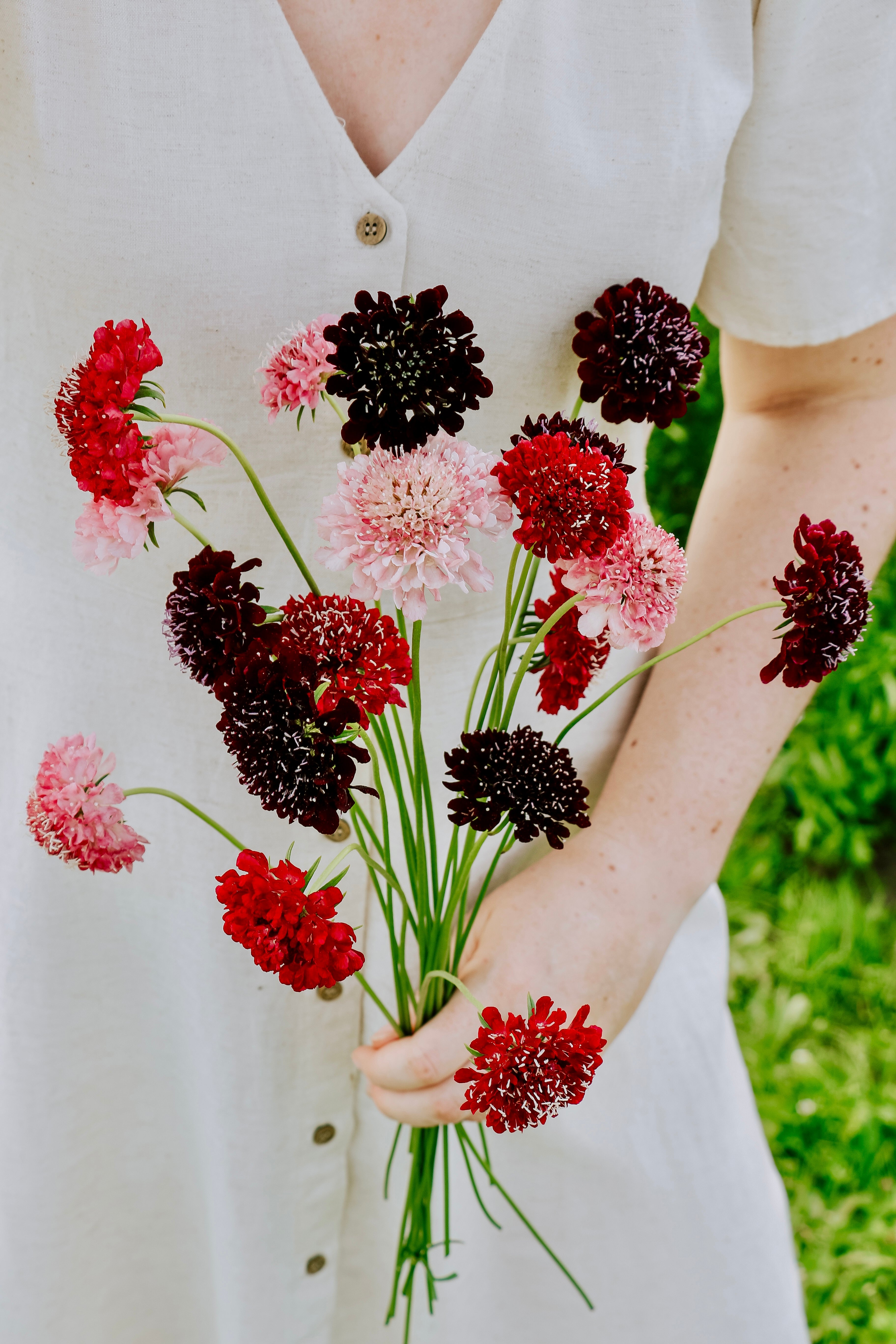 Angelo Fruit Scabiosa atropurpurea 'Summer Fruits' – Angelo