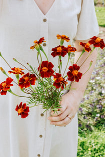 Tagetes patula linnaeus 'burning embers'-Angelo