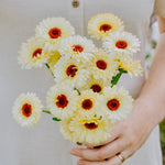 Calendula officinalis 'ivory princess'-Angelo