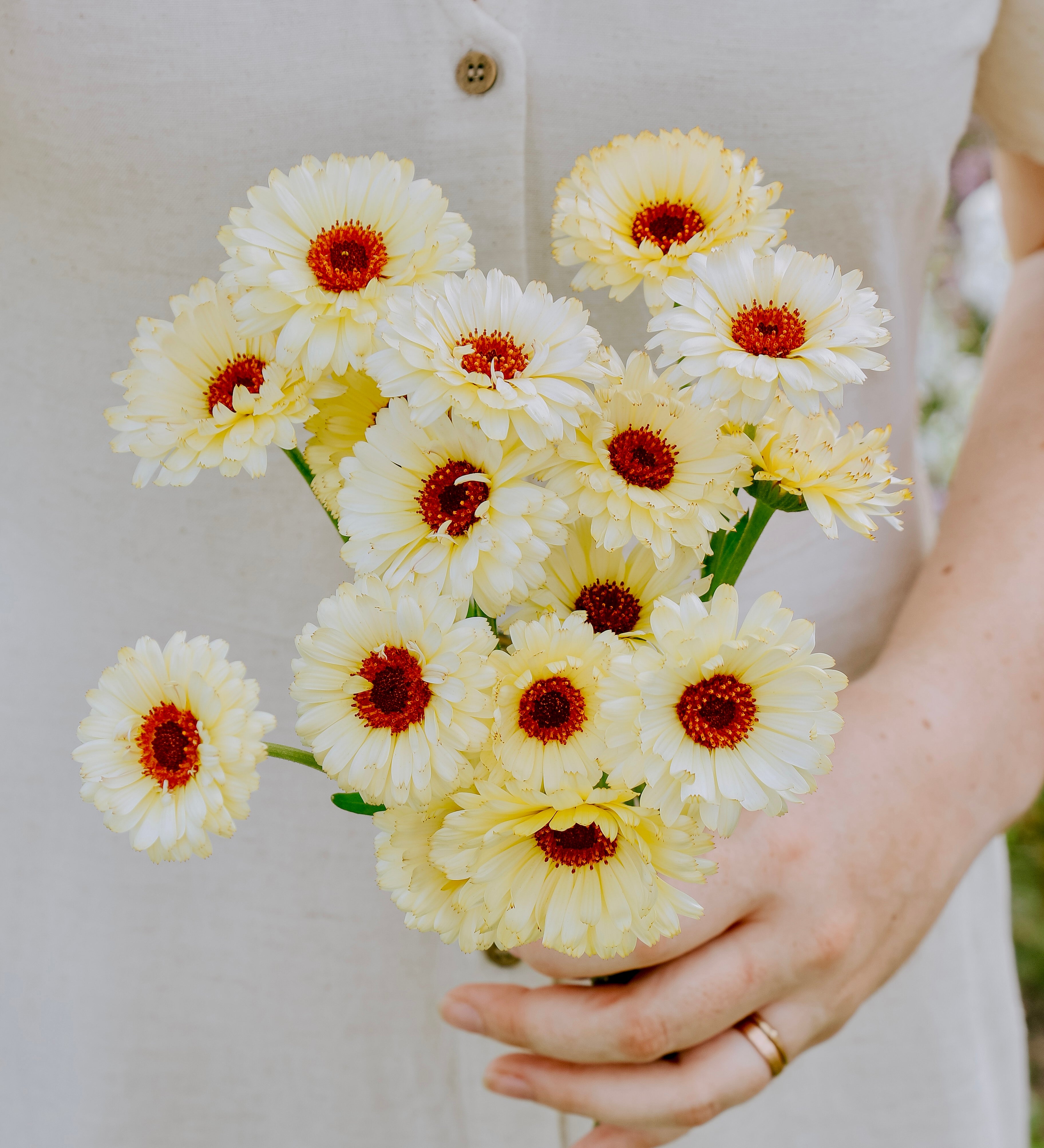 Calendula officinalis 'ivory princess'-Angelo