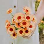 Calendula officinalis 'pink surprise'-Angelo