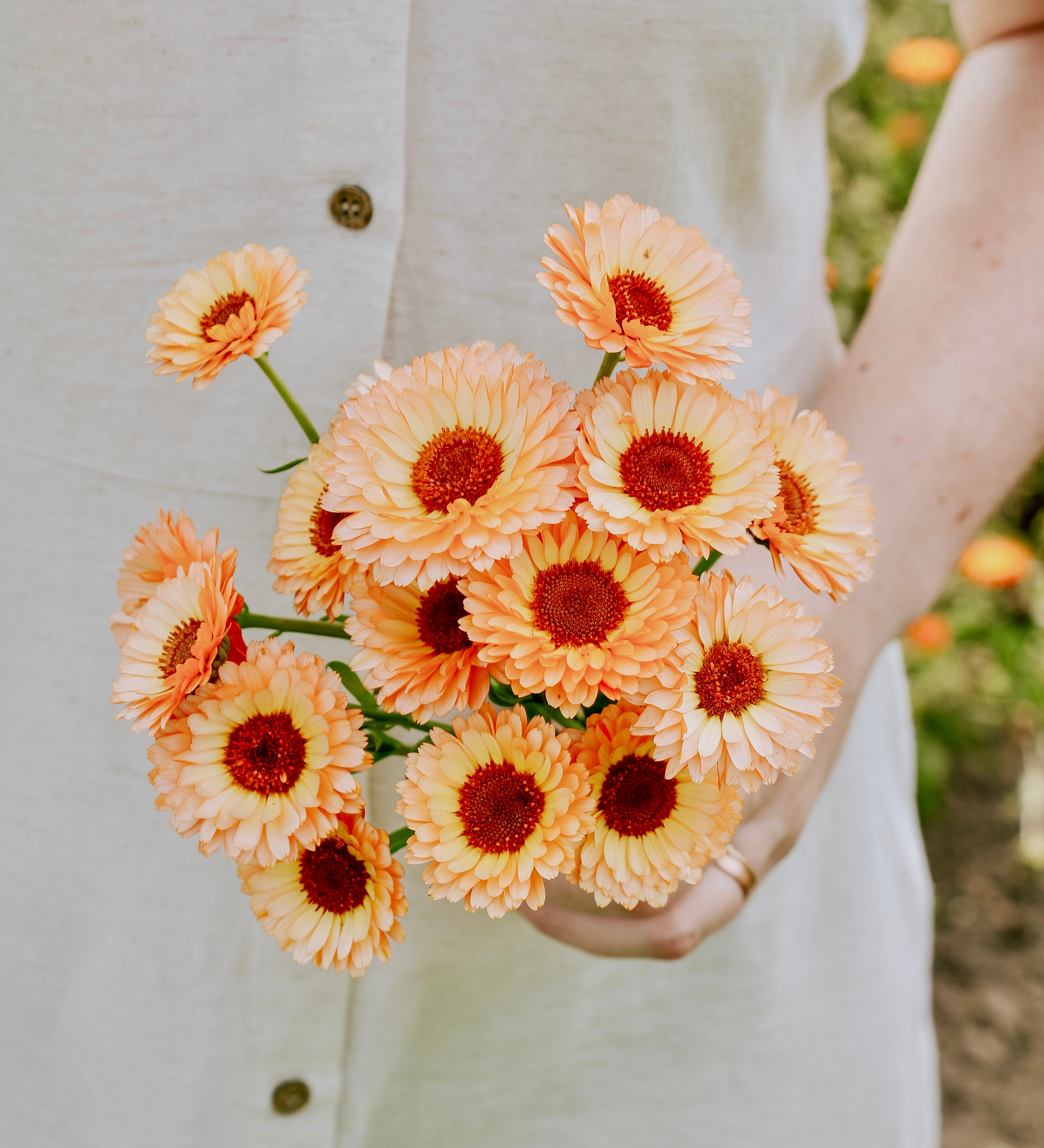 Calendula officinalis 'pink surprise'-Angelo