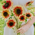 Helianthus annuus 'Desert Sun'-Angelo