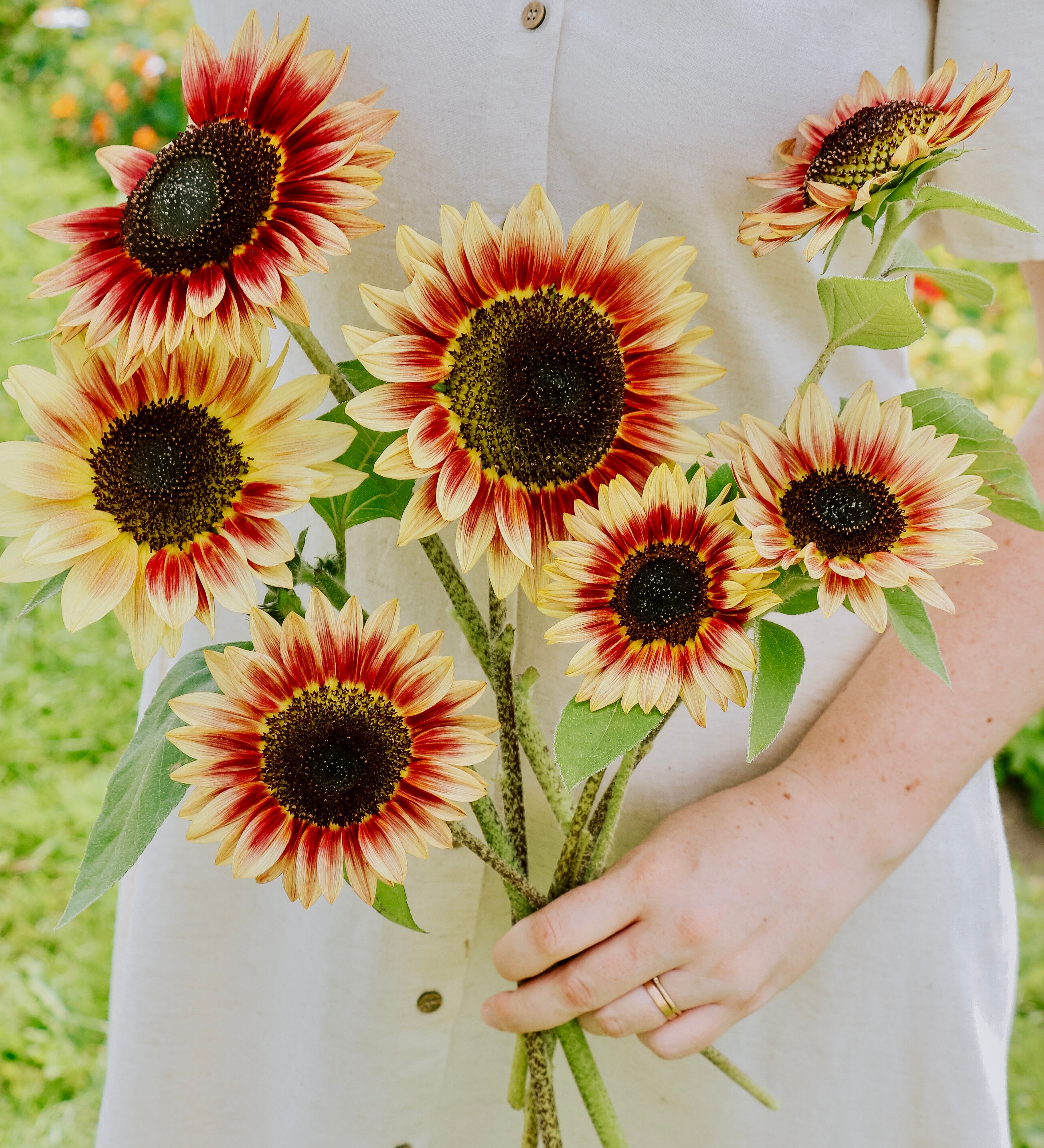 Helianthus annuus 'Desert Sun'-Angelo