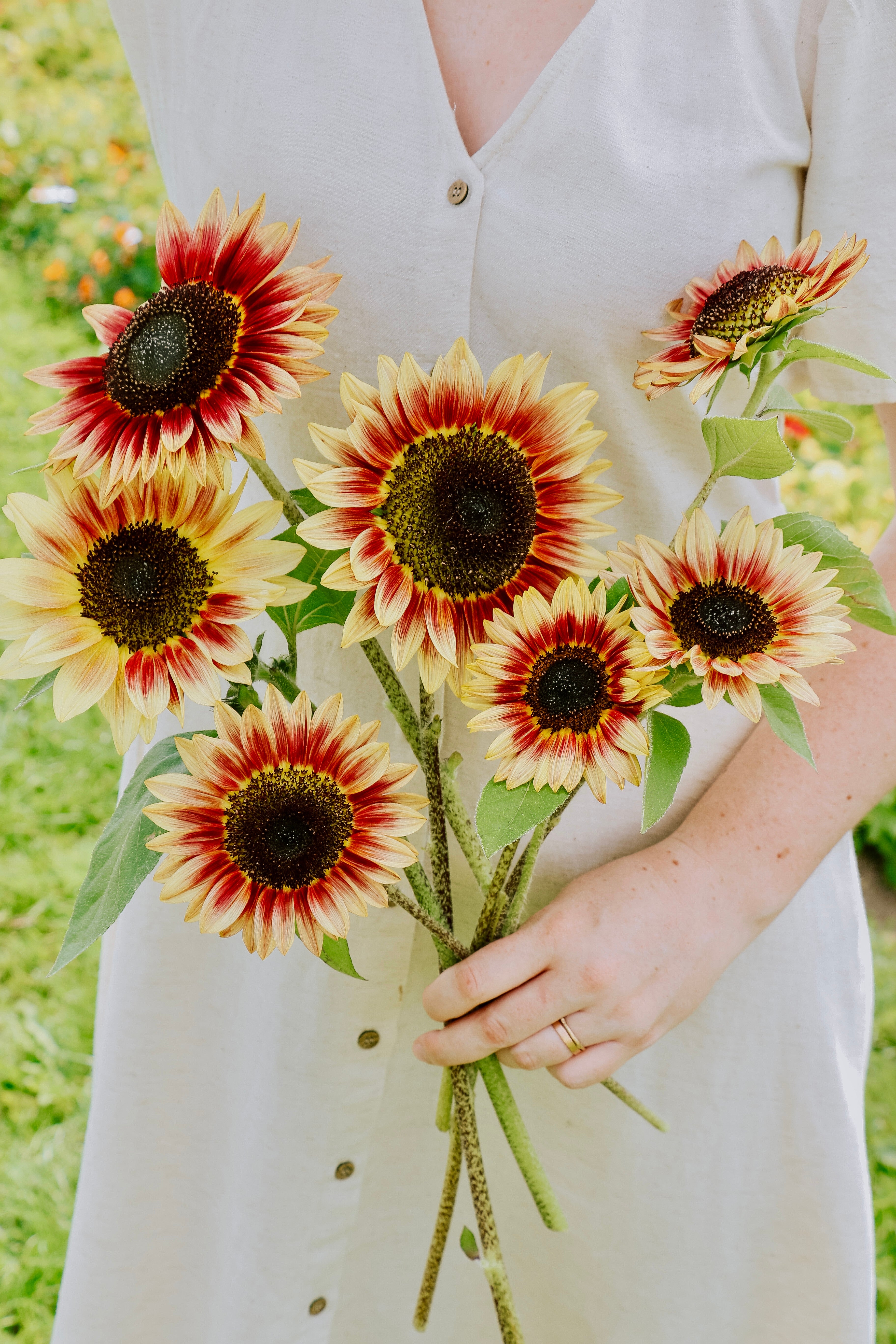 Helianthus annuus 'Desert Sun'-Angelo