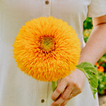 Helianthus annuus 'double sunking'-Angelo