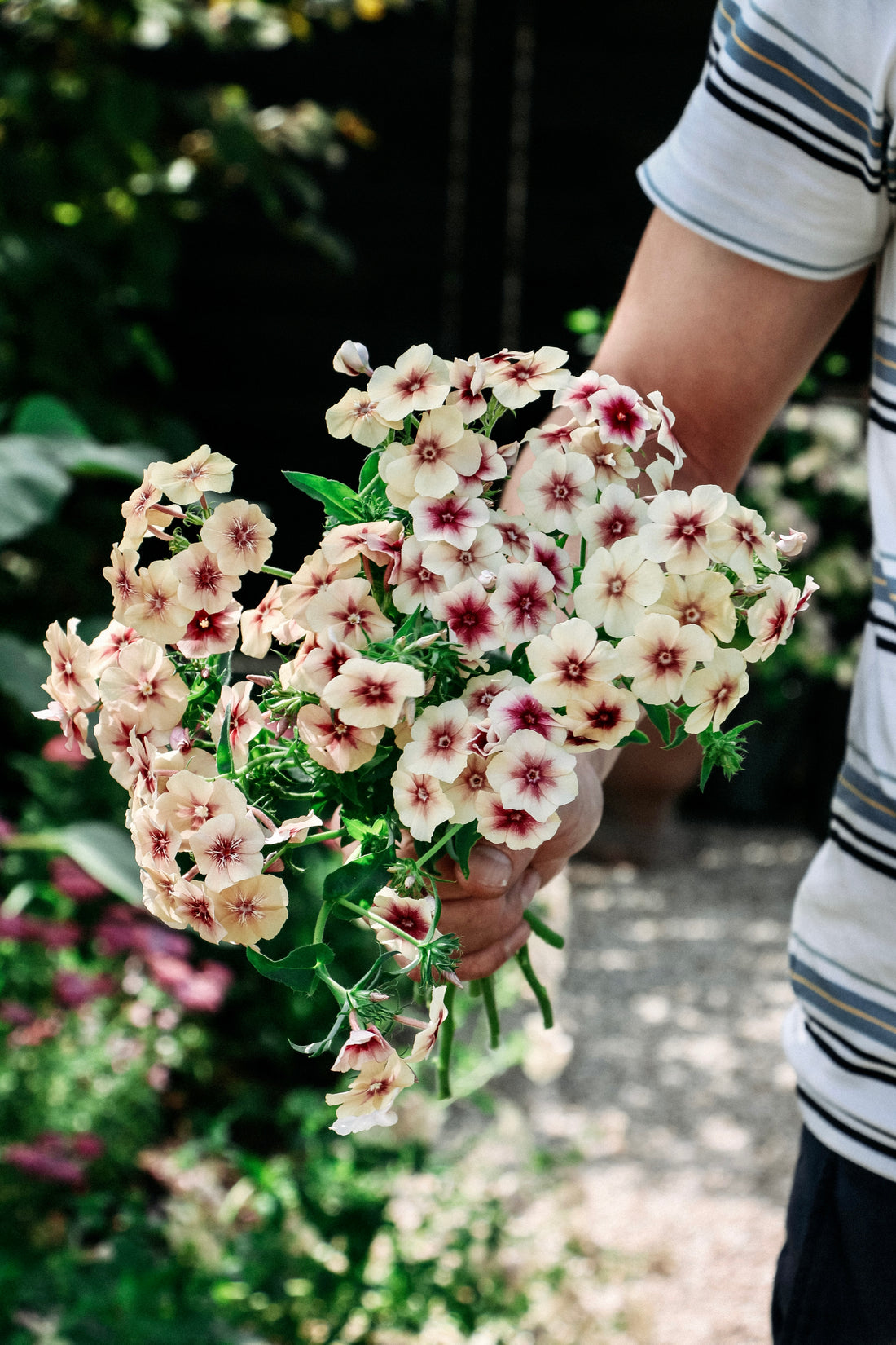 PHLOX drummondii &