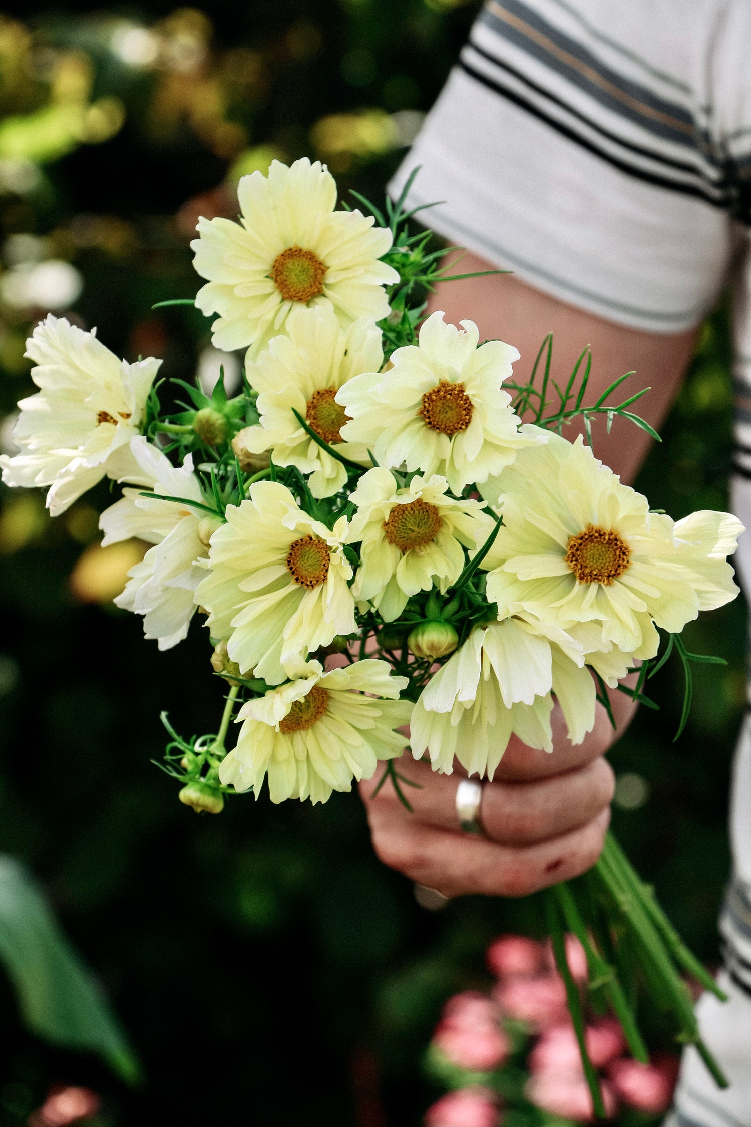 Cosmos bipinnatus &