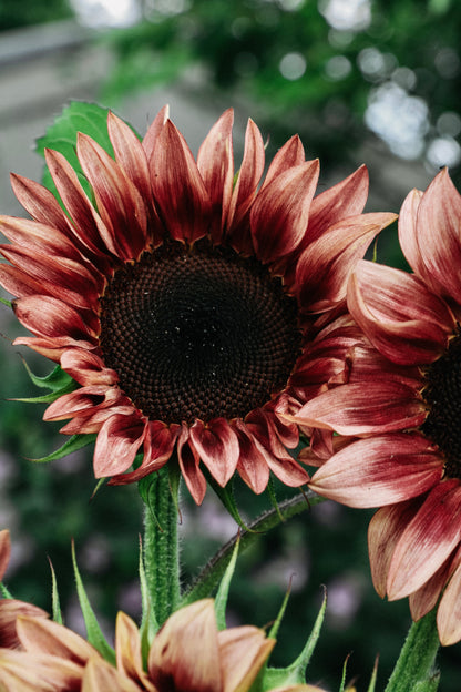 Helianthus annuus &