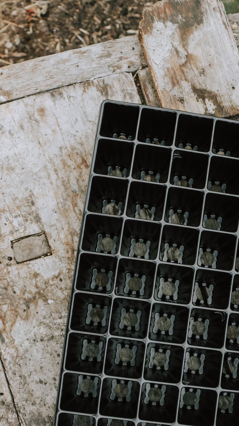 Seed tray 84 plugs