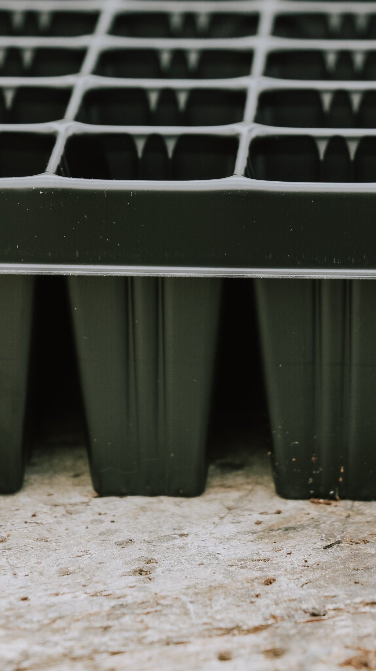 Seed tray 84 plugs