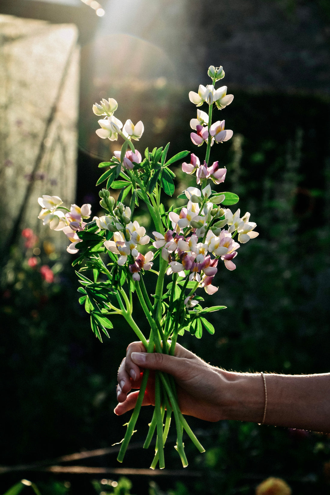 Lupinus mutabilis var. cruckshankii javelin &