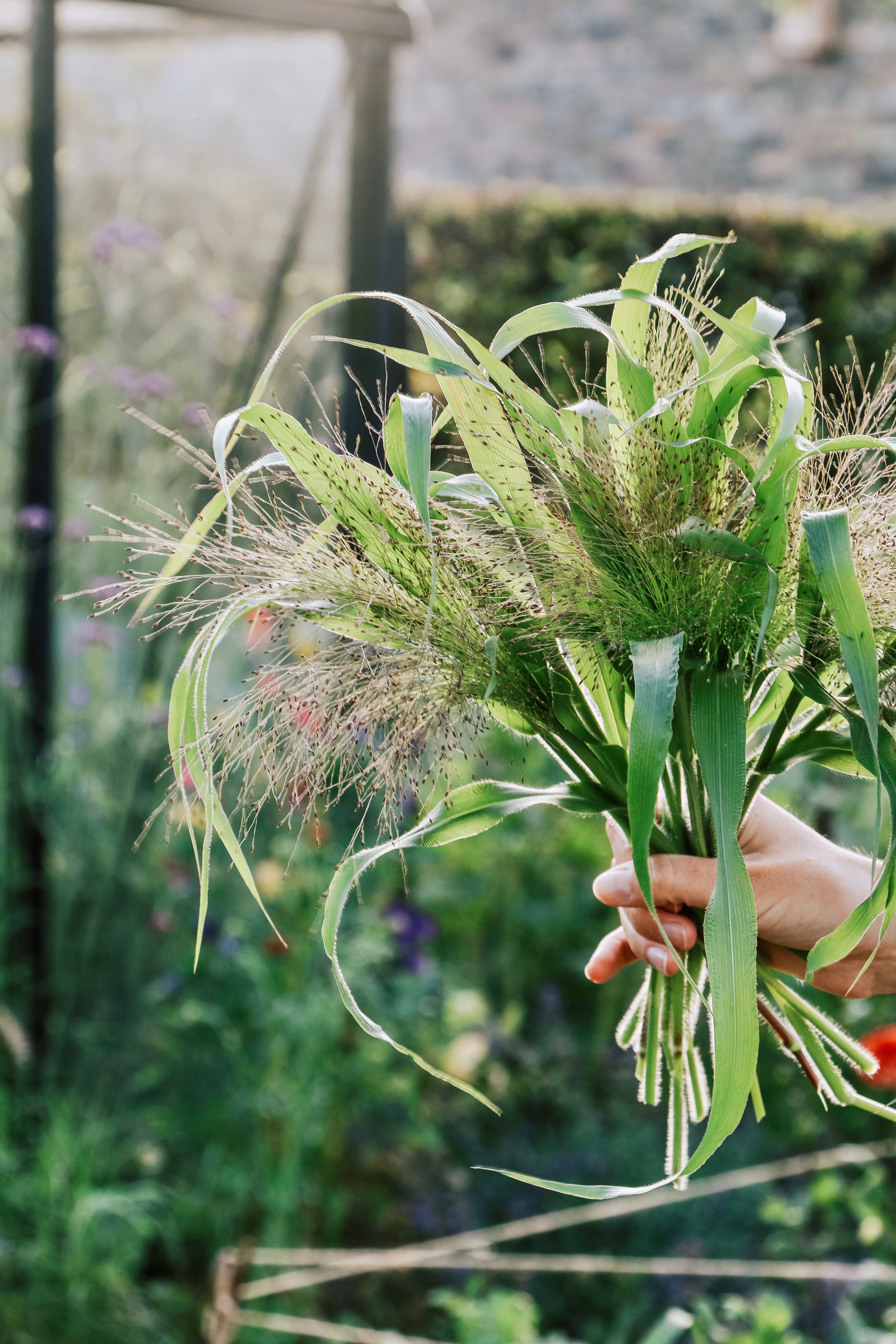 Panicum virgatum &