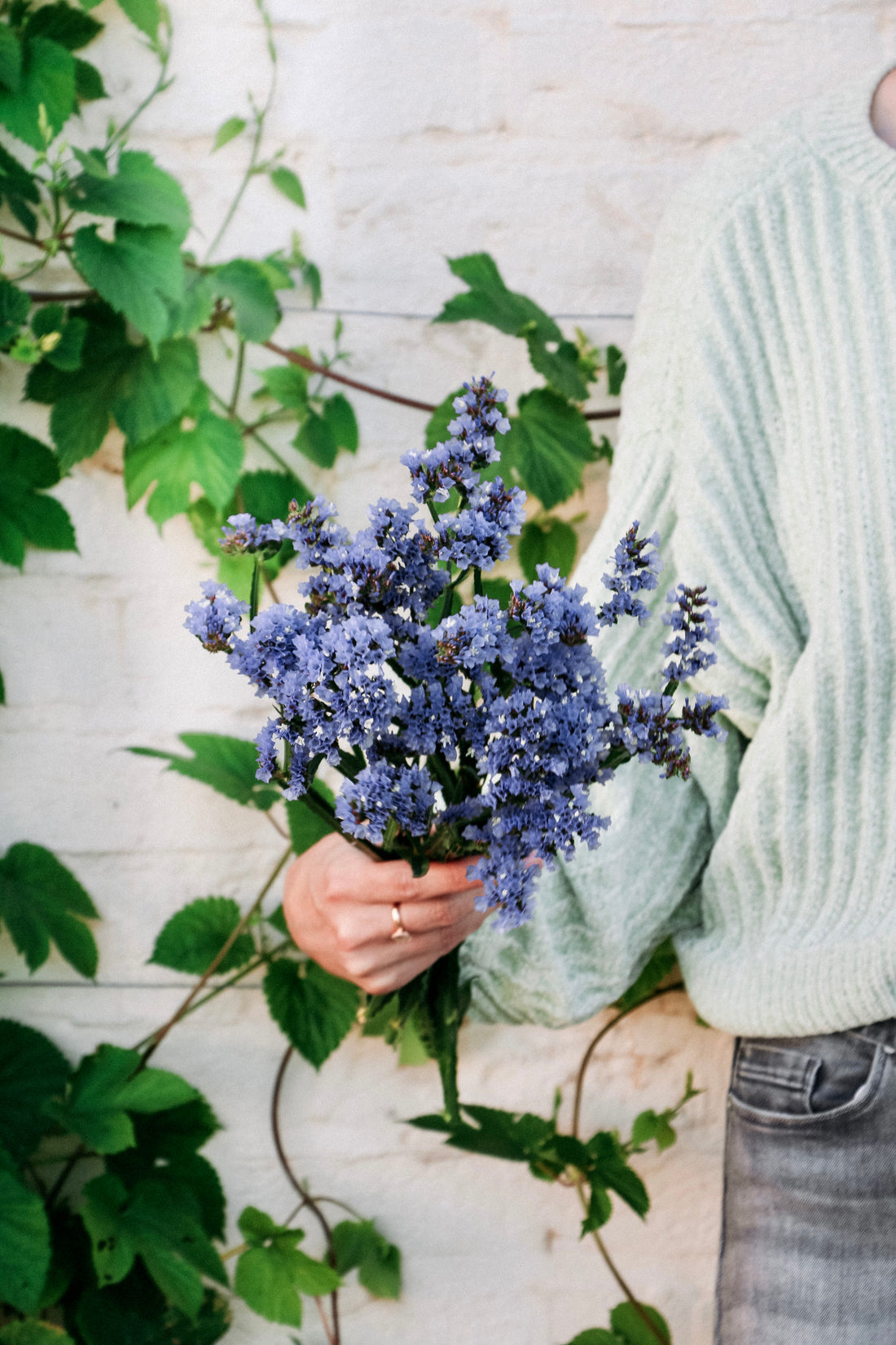 Limonium sinuatum&