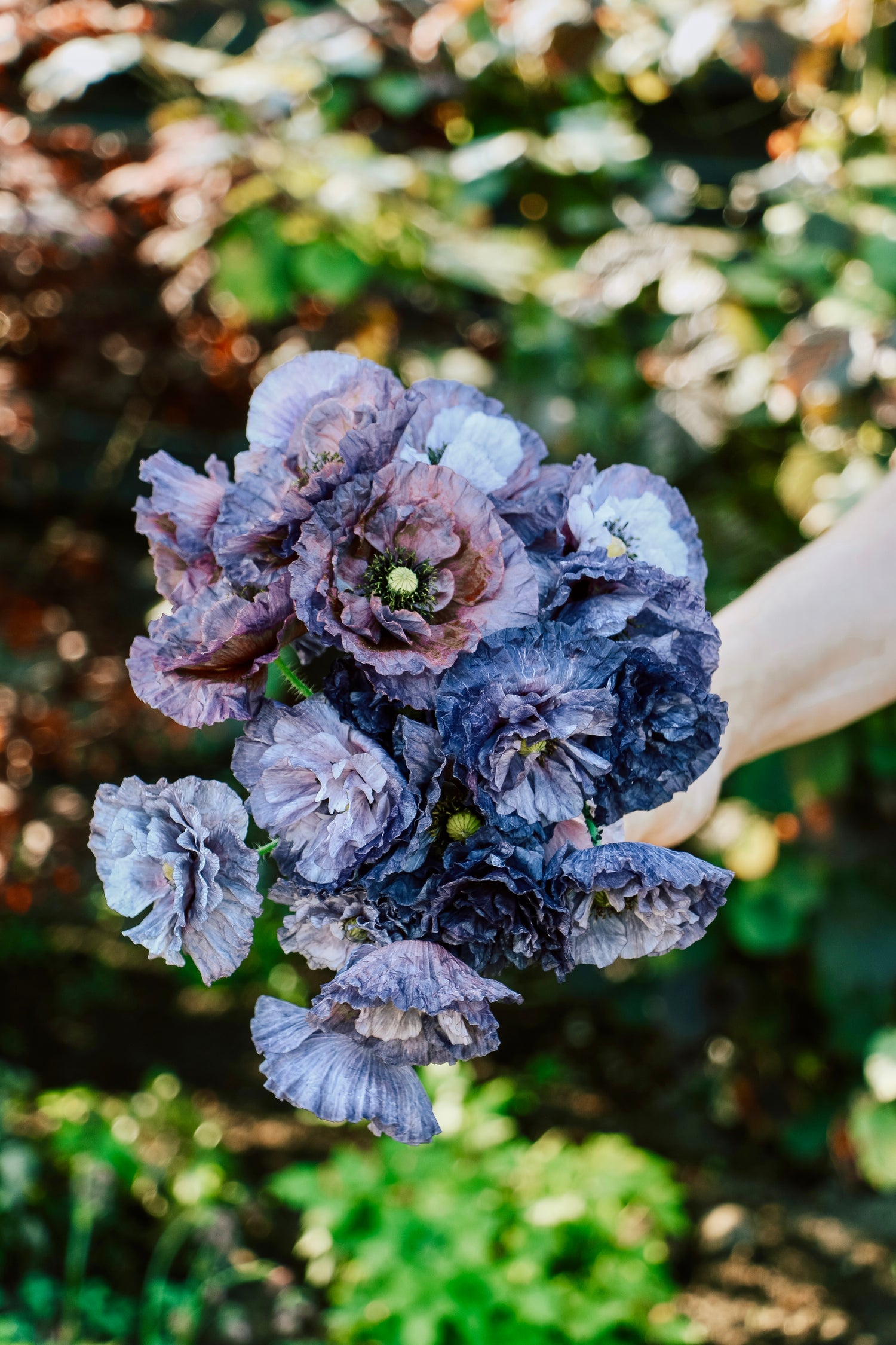 Papaver rhoeas &