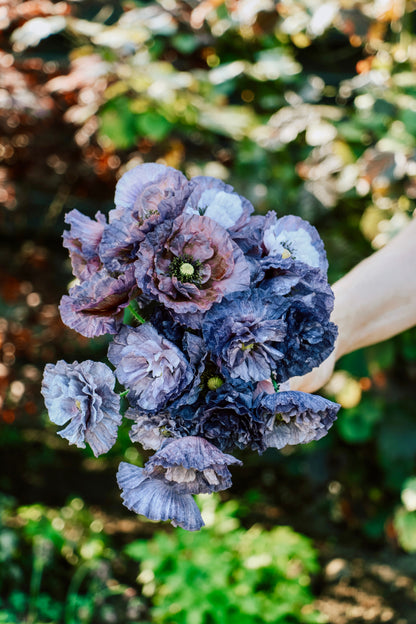 Papaver rhoeas &