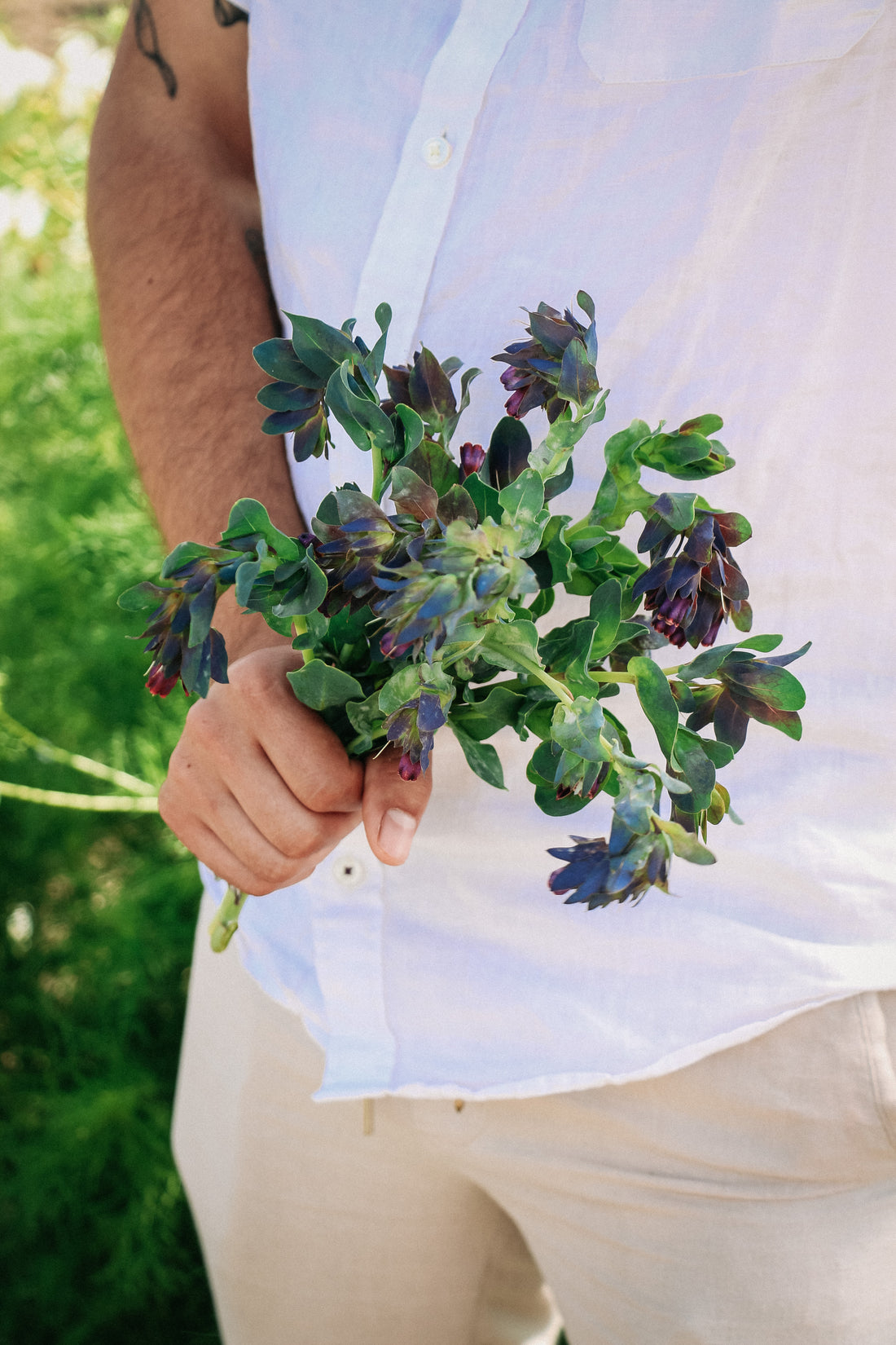 Cerinthe major &