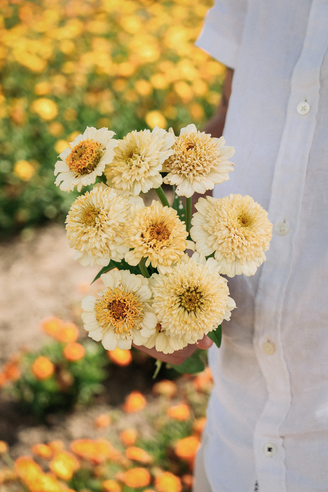 Zinnia elegans &