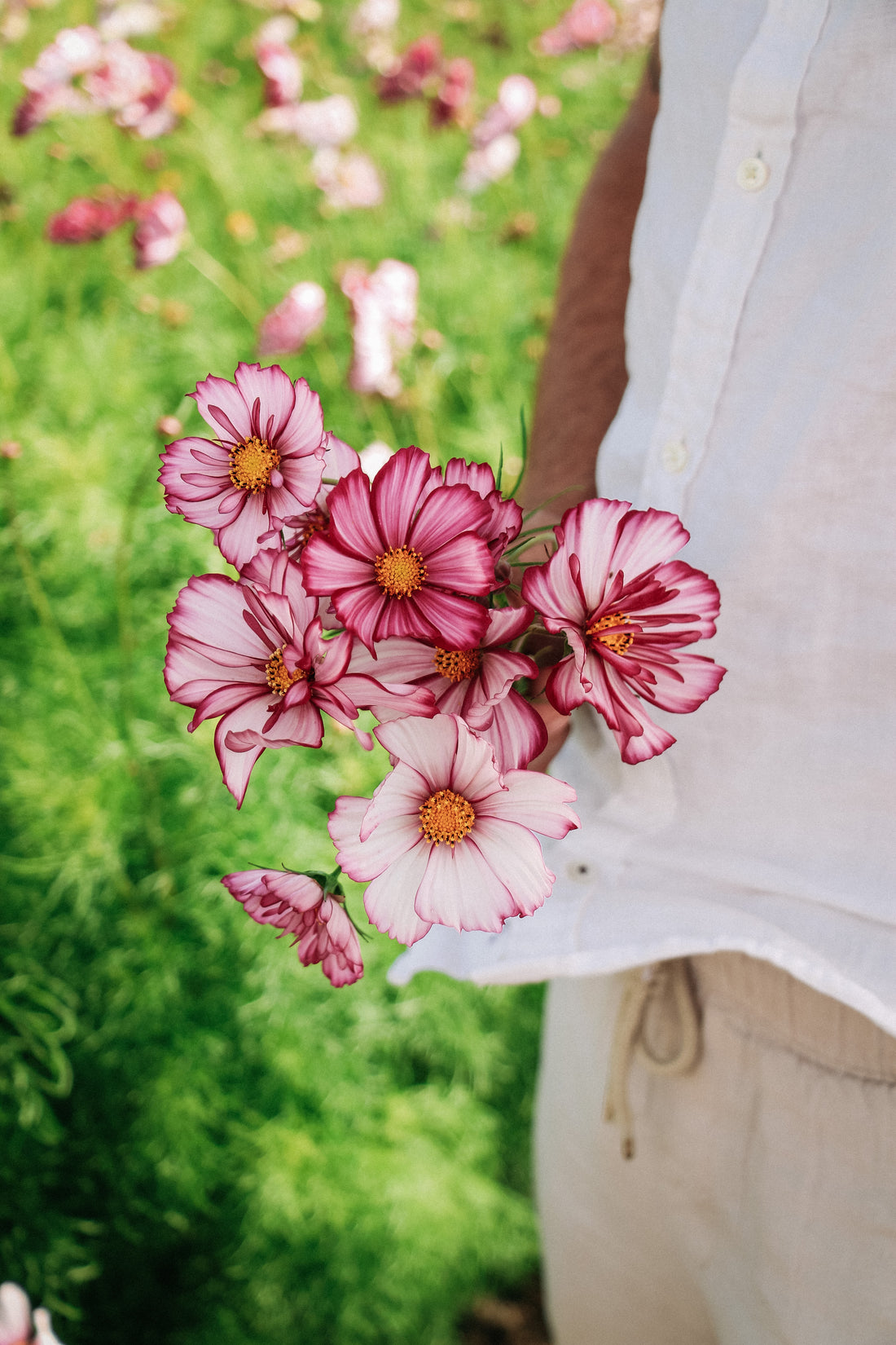 Cosmos bipinnatus &