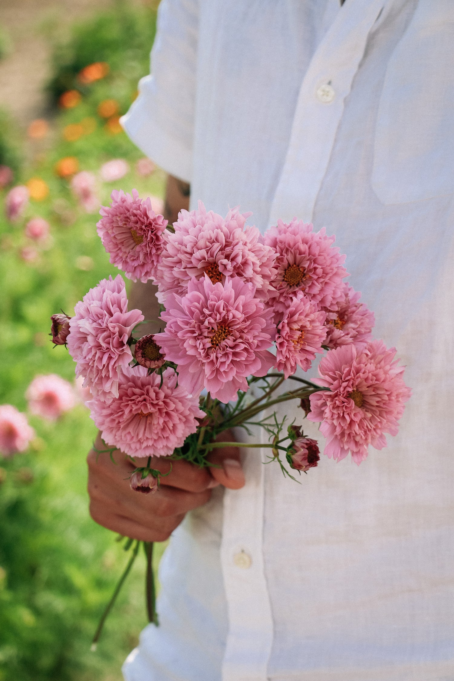 Cosmos bipinnatus &