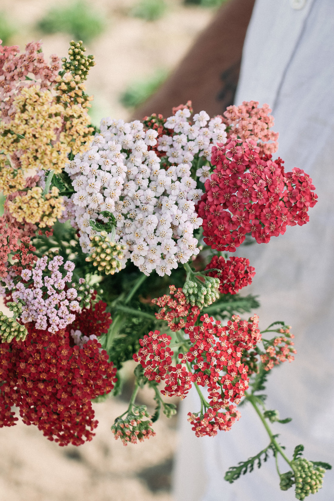 Achillea millefolium &