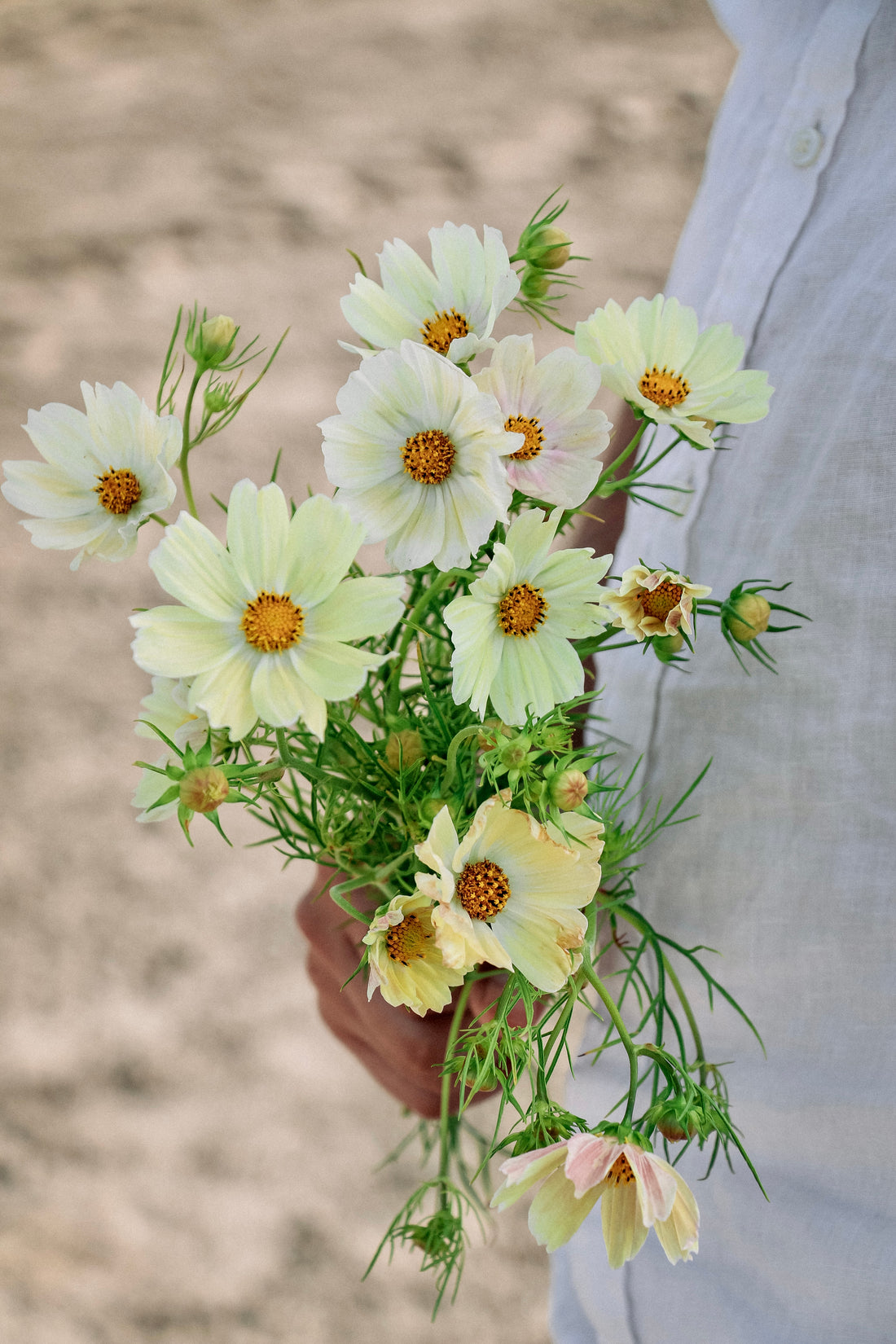 Cosmos bipinnatus &