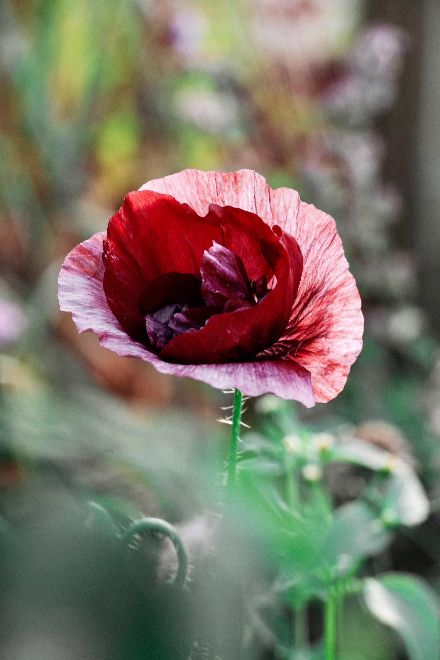 Papaver rhoeas &