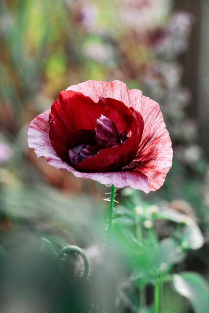 Papaver rhoeas &