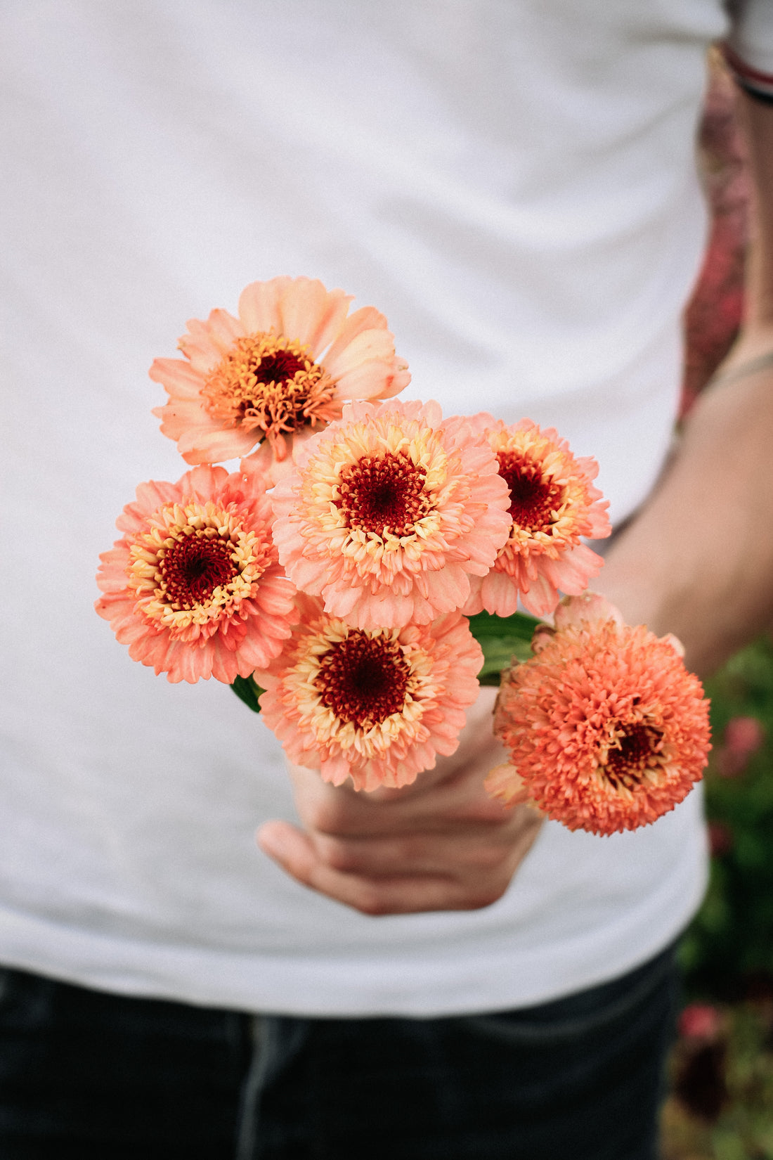 Zinnia elegans &