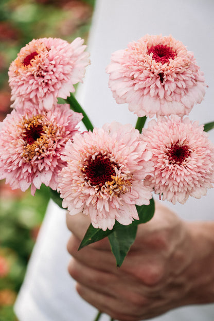 Zinnia elegans &