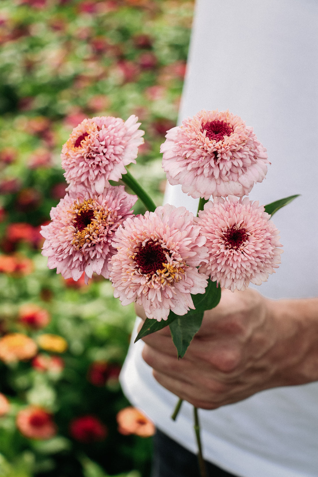 Zinnia elegans &