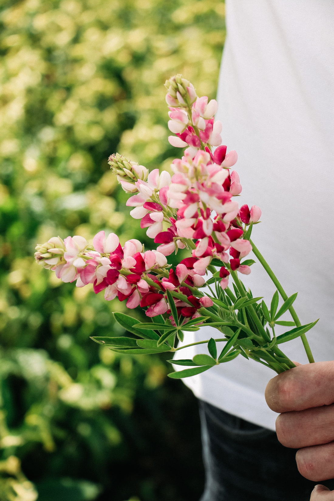 LUPINUS hartwegii &