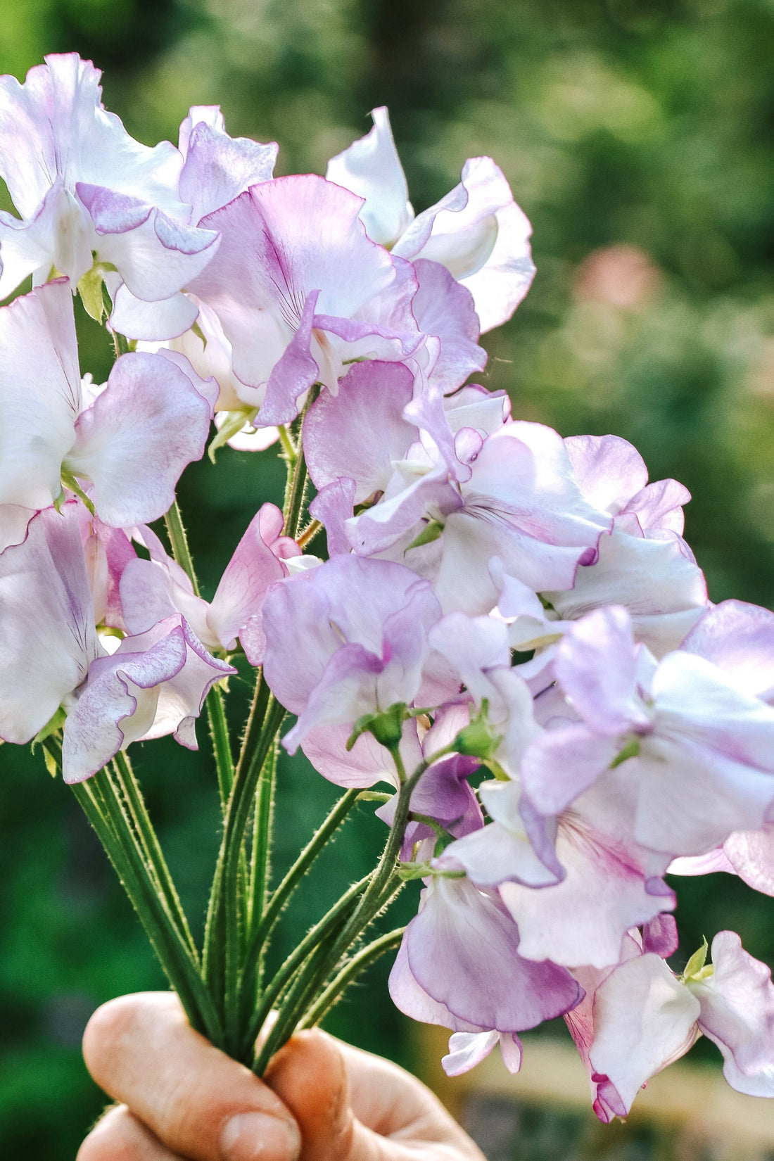 Lathyrus odoratus &