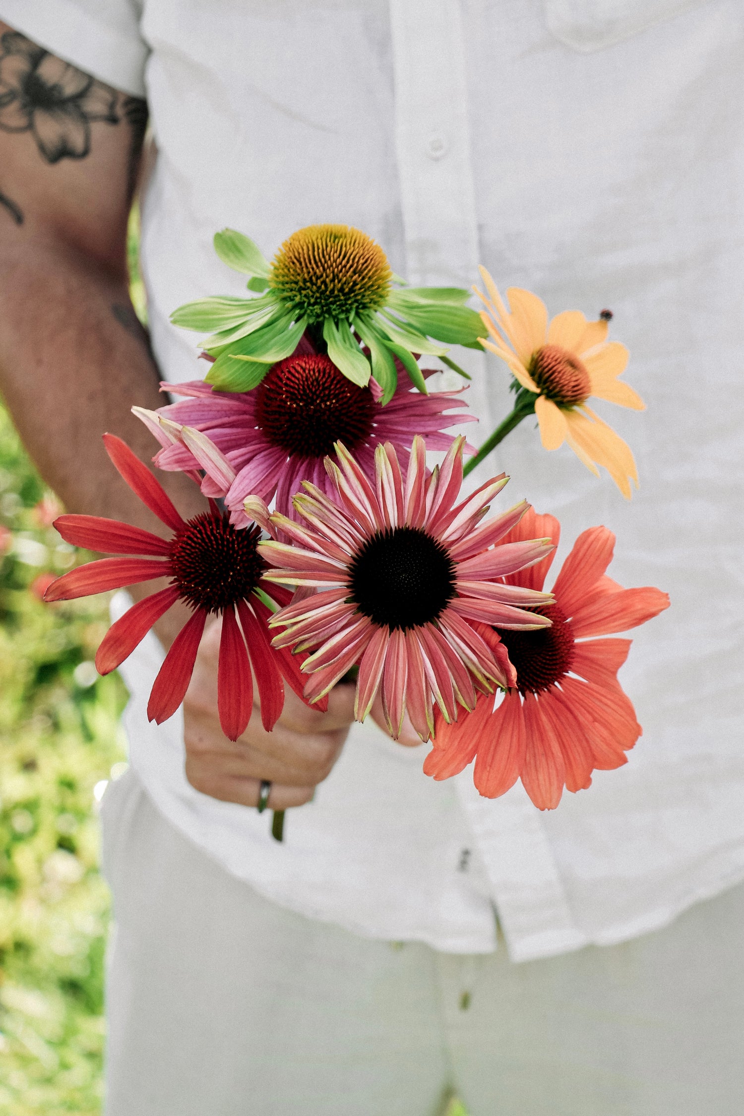 Echinacea purpurea paradiso tall mix