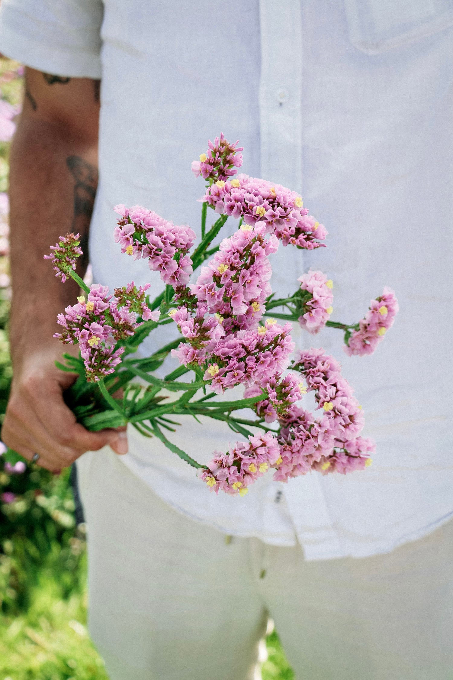 Limonium sinuatum &