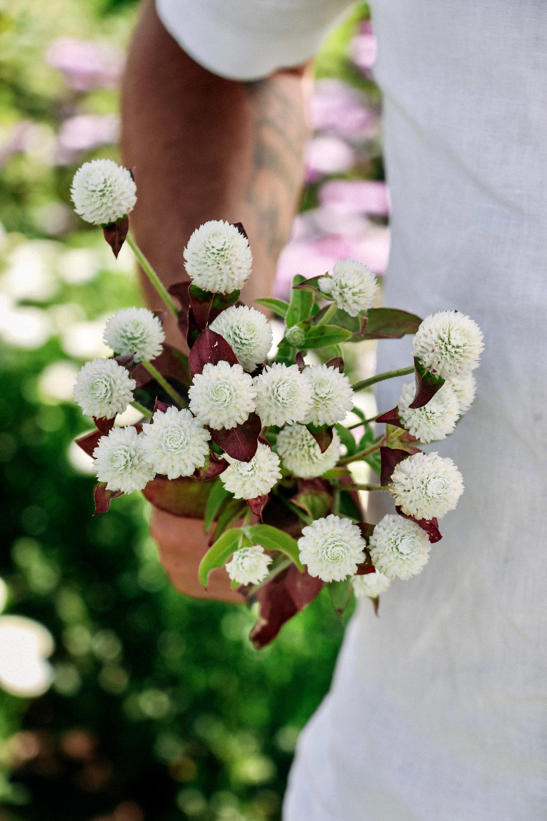 Gomphrena globosa &