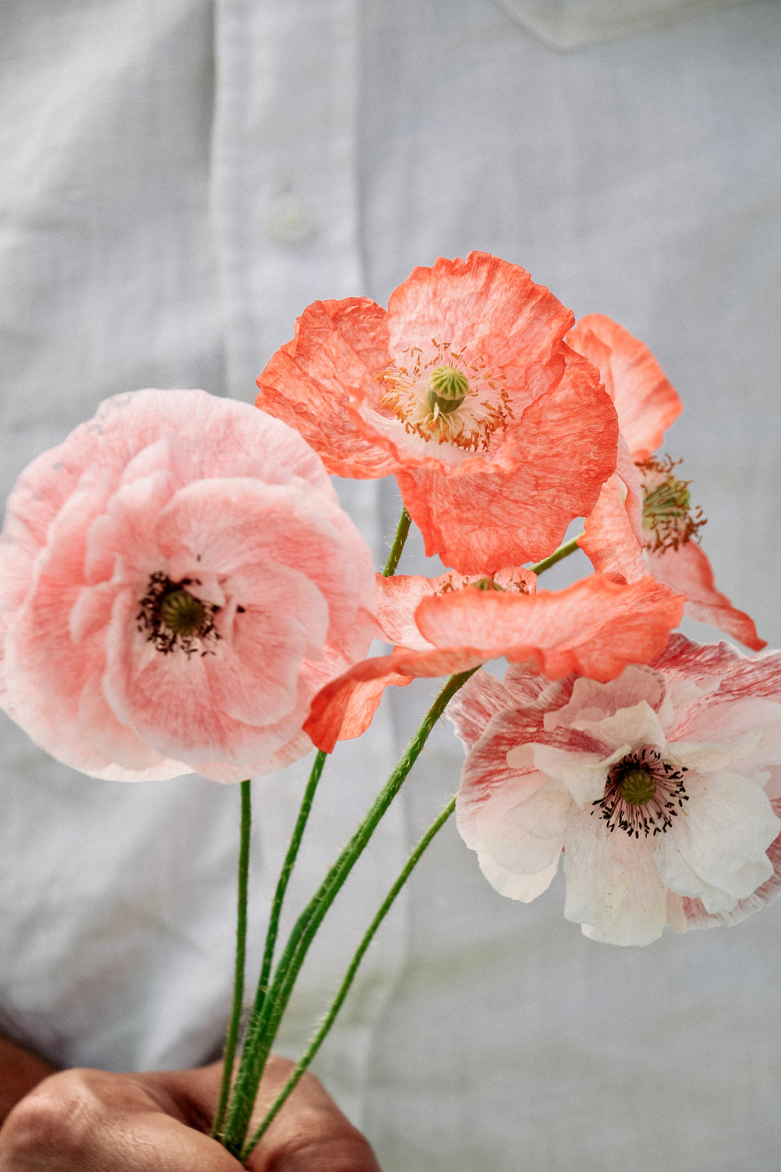 Papaver rhoeas &