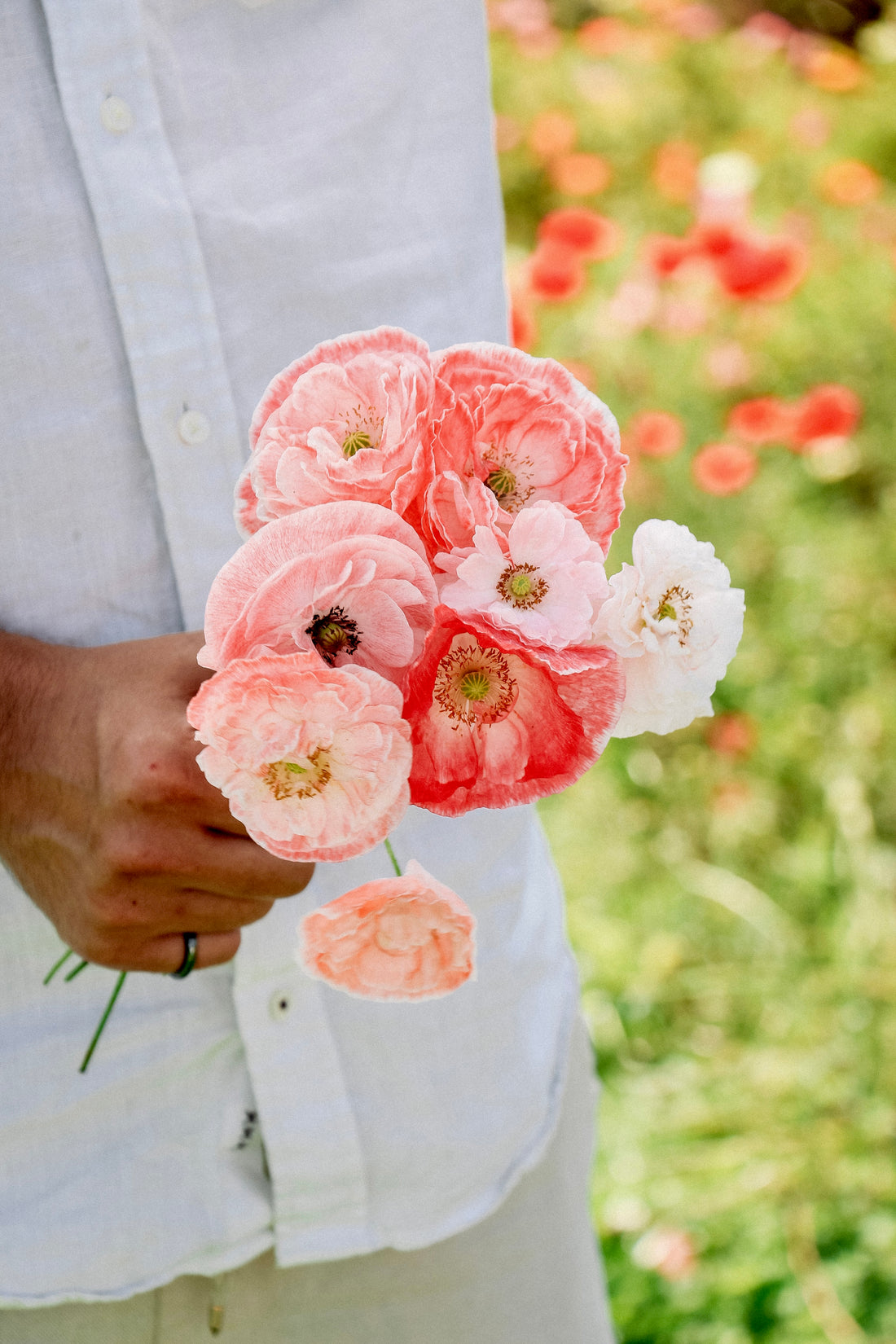 Papaver rhoeas &