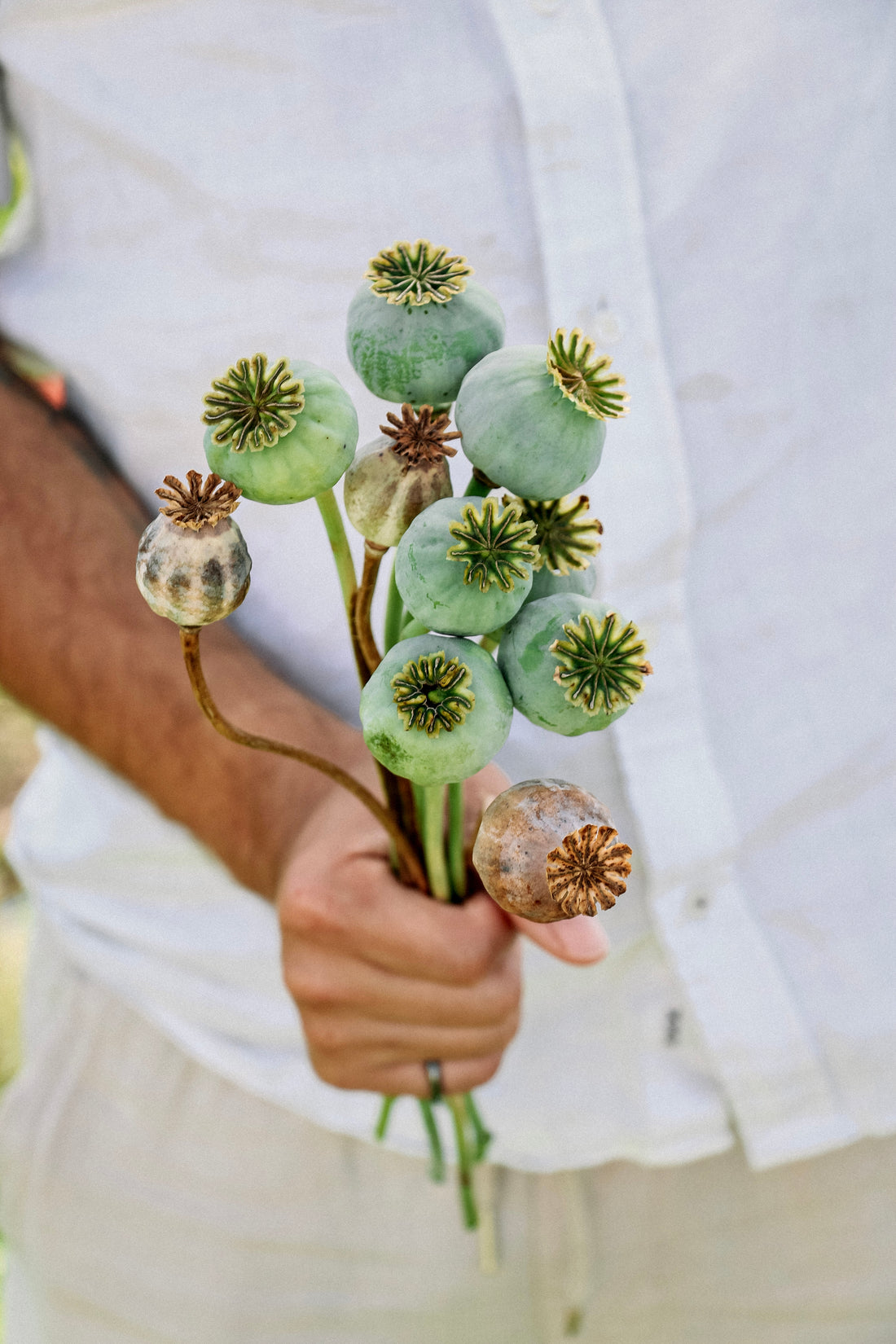 Papaver somniferum &