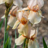 Iris of baardiris 'Country Dance'