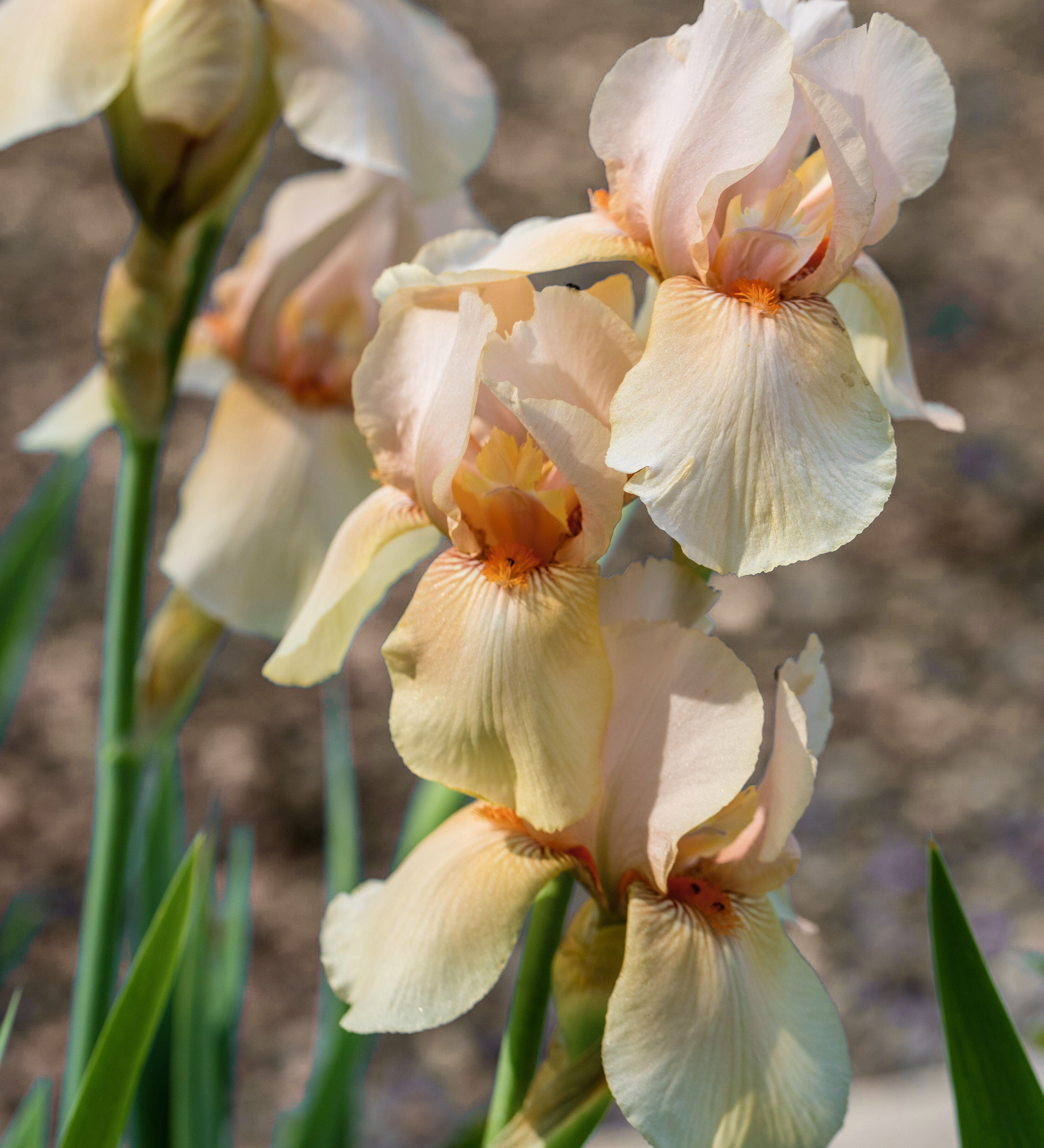 Iris of baardiris 'Country Dance'