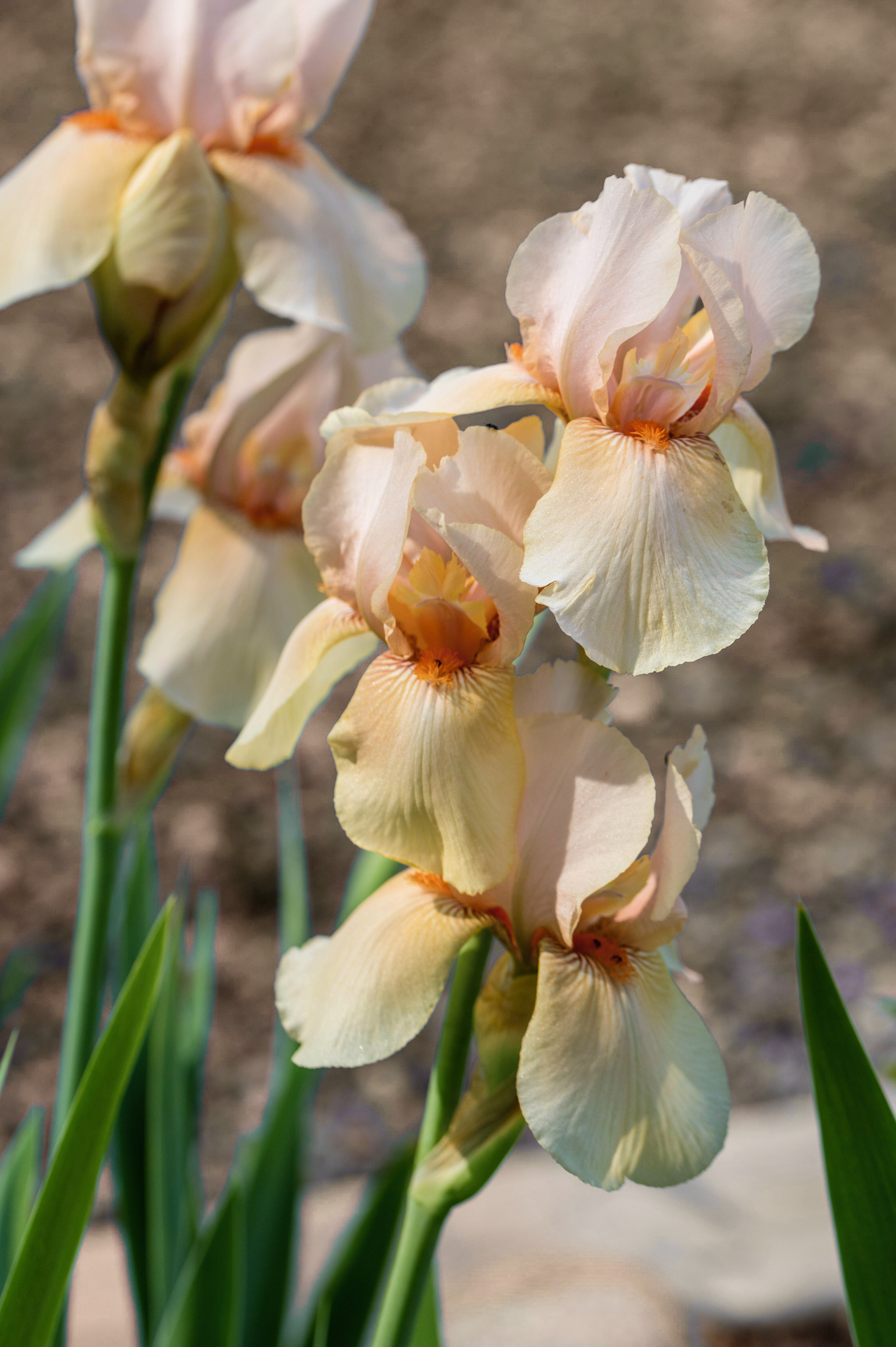 Iris of baardiris 'Country Dance'