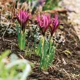 Iris reticulata 'J.S. Dijt' BIO